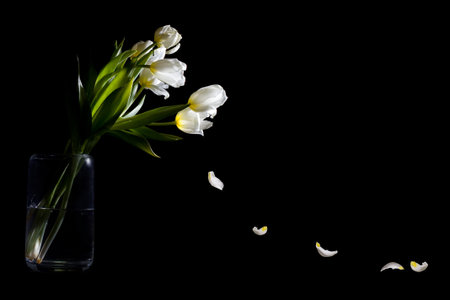White tulips against black background.の写真素材