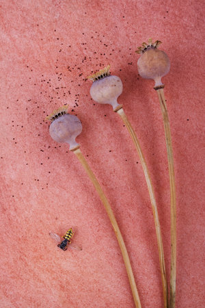 Poppy- artistic backgroundの写真素材