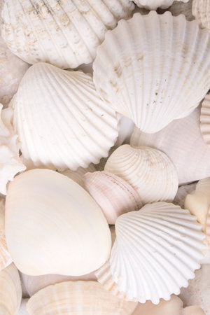 White shells backgroundの写真素材