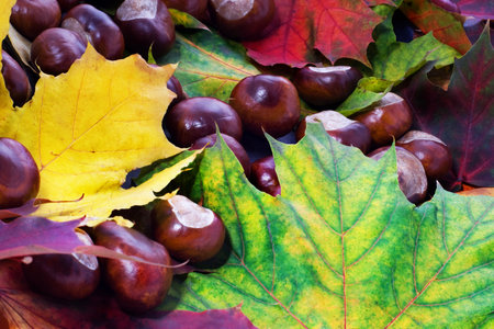 Chestnuts and maple leaves backgroundの写真素材