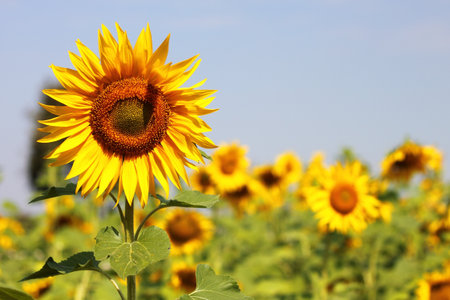 Beautiful Sunflowerの写真素材