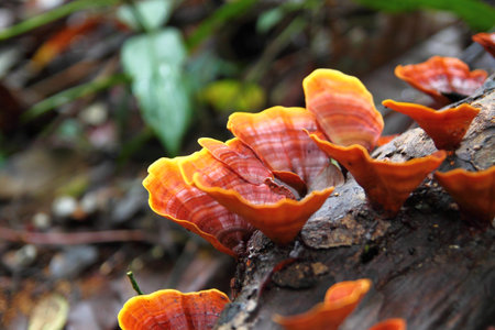 Beautiful Cup fungi in Thailandの写真素材