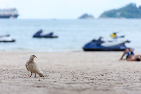 A bird on sand with seaの写真素材