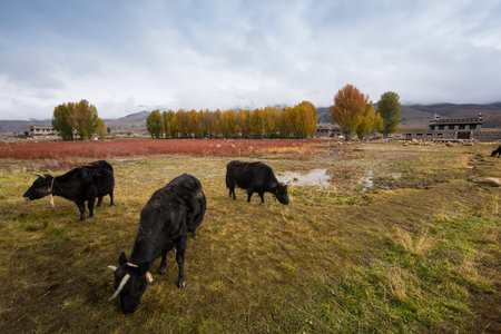Eco-Ranchの写真素材