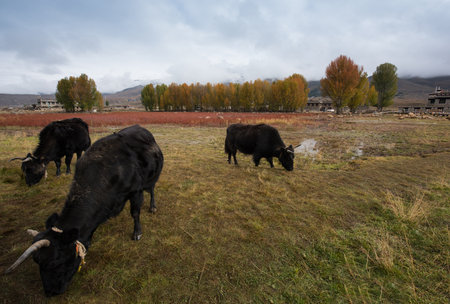 Eco-Ranchの写真素材