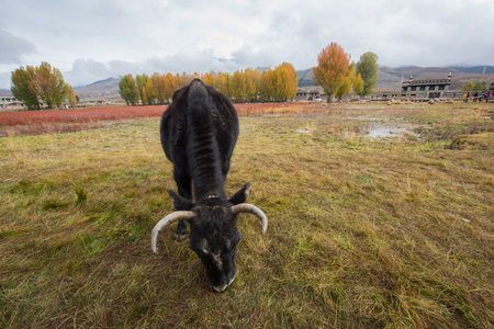 Eco-Ranchの写真素材