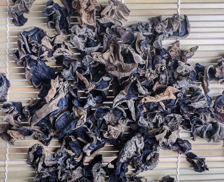 fungusの写真素材