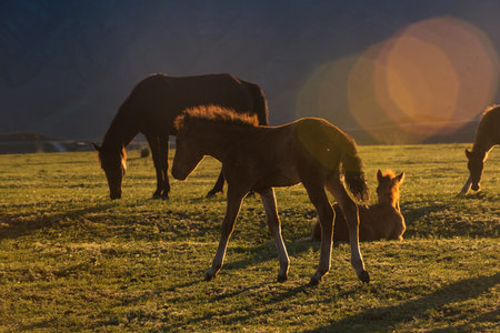 Horses on the meadowの写真素材