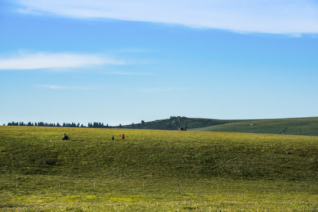 grasslandのeditorial素材