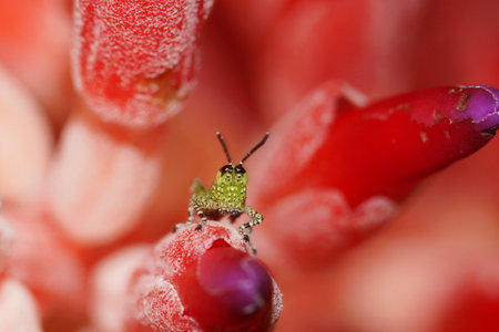 Grasshopperの写真素材