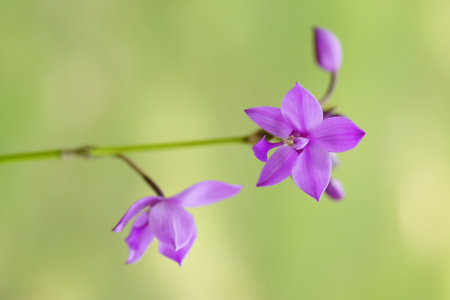 Violet orchid