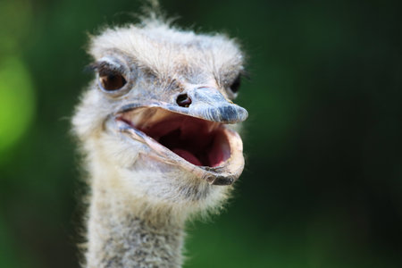 ostrich