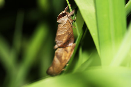 moth on the plantの写真素材