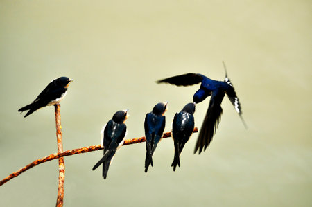 swallows