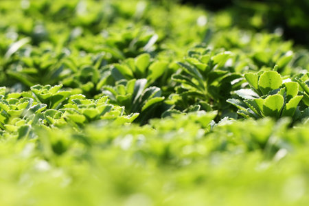 Green leavesの写真素材