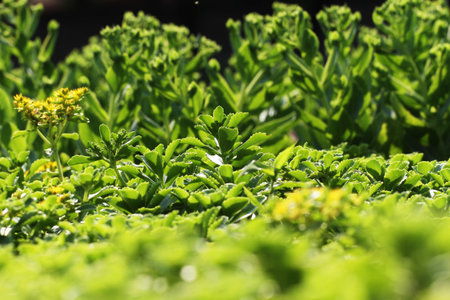 Green leavesの写真素材