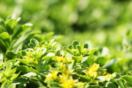 Green leavesの写真素材