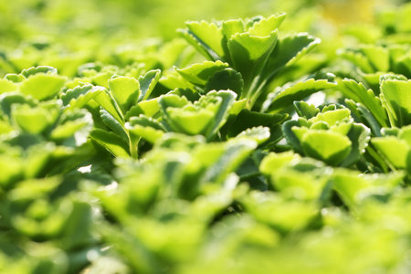 Green leavesの写真素材