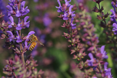 Bee on purple flowersの写真素材