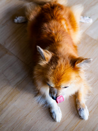 Overhead view of reddish-brown mixed breed pet dog of Pomeranian and Chihuahua stock lying flat on belly and licking his nose.の写真素材