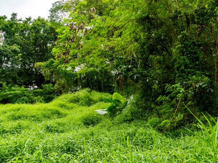 View of dense green vegetation; shrubs; bushes; grass and trees in a tropical rainforest / jungle habitat in Singapore, South-East Asiaの写真素材
