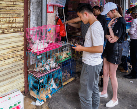 HAIKOU, HAINAN, CHINA - MAR 2 2019 - Pet shop in Haikou, China with animals cramped in small cages. Public awareness of animal welfare is growing in China.のeditorial素材