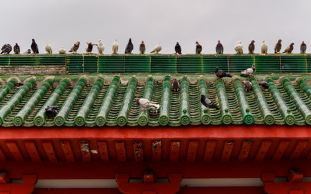 A flock of wild pigeons and doves in a row perched on a traditional Chinese style roofのeditorial素材