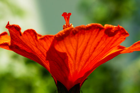 Vivid bright red tropical Hibiscus flower in full bloom with long stigma clearly visible against a blurred green backgroundの写真素材