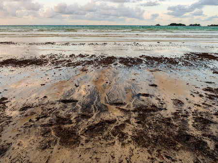 Tar balls and oil sludge from marine oil spills wash up on Lagoi beach causing environmental...