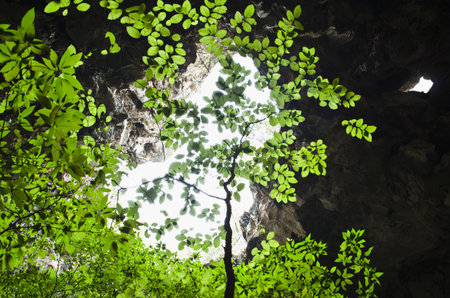Plants were grown in a caveの写真素材
