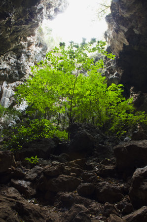 Plants were grown in a caveの写真素材