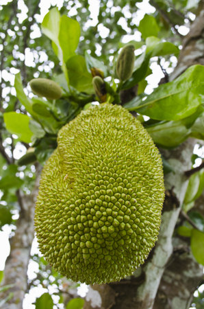 Jackfruitの写真素材