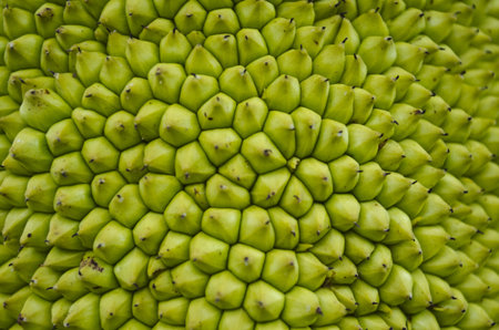 Jackfruit
