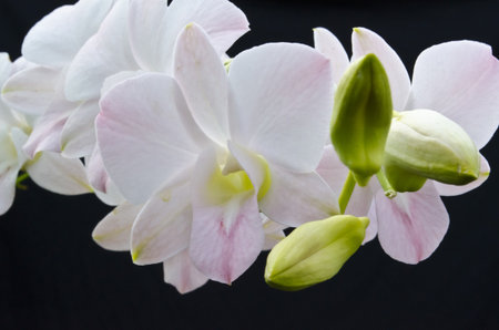 Orchidの写真素材