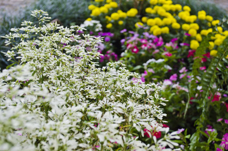 Flower gardenの写真素材