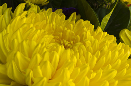 Yellow chrysanthemum.の写真素材