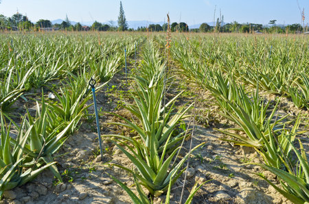 Cultivation of aloe veraの写真素材