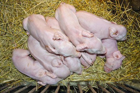 newborn pigletsの写真素材