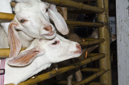Goatの写真素材