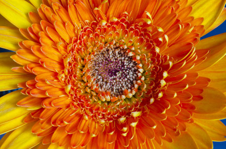 closeup center orange  gerberaの写真素材
