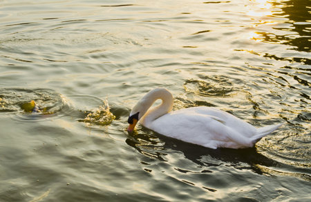 White Swanの写真素材