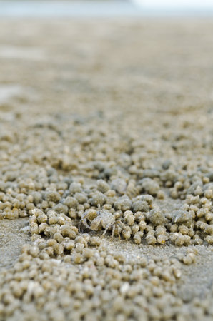 Crab wind foraging on the beach, happilyの写真素材