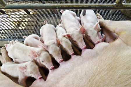 Many of the piglets eating the milk simultaneouslyの写真素材