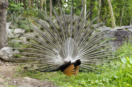 peacock with feather display from behindの写真素材