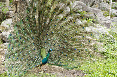 A  beautiful male peacock showing its colors In Natural Environmentの写真素材