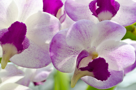 Pink orchid  blooming  in an orchid gardenの写真素材
