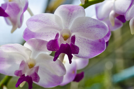 Pink orchid  blooming  in an orchid gardenの写真素材