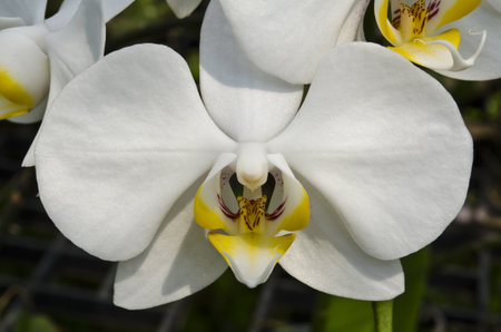 Closeup white orchid  blooming in gardenの写真素材