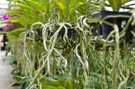 Close up of a orchid roots in a plastic potの写真素材