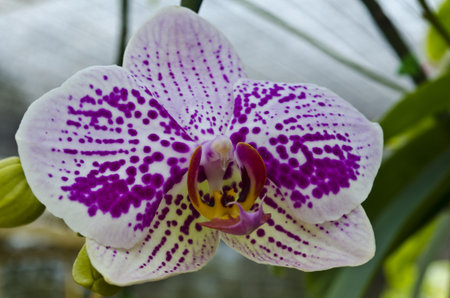 Pink orchid  blooming  in an orchid gardenの写真素材